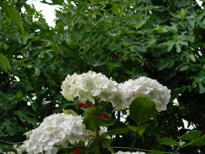 DSCN1687 - 2015_HORTENSII