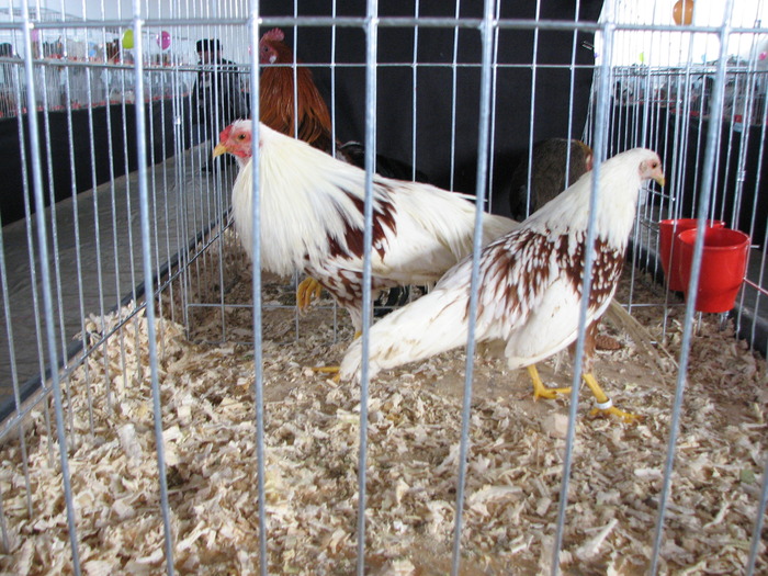 Expozitia Nationala Breaza 2010 125