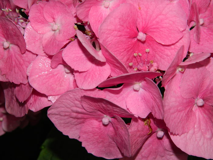 DSCN1804 - 2015_HORTENSII