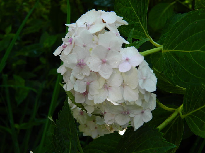 DSCN1824 - 2015_HORTENSII