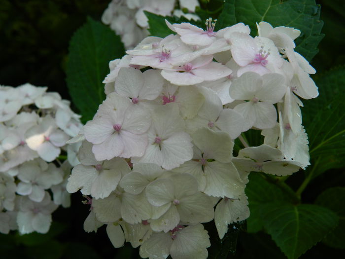 DSCN1825 - 2015_HORTENSII