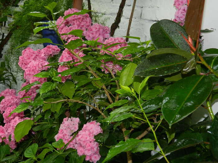 DSCN1848 - 2015_HORTENSII