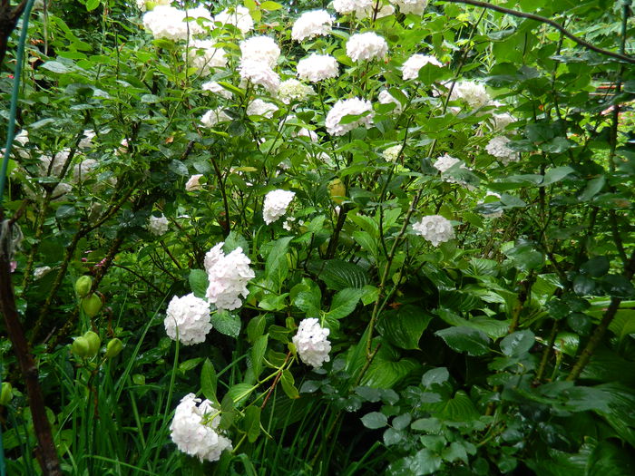 DSCN1884 - 2015_HORTENSII