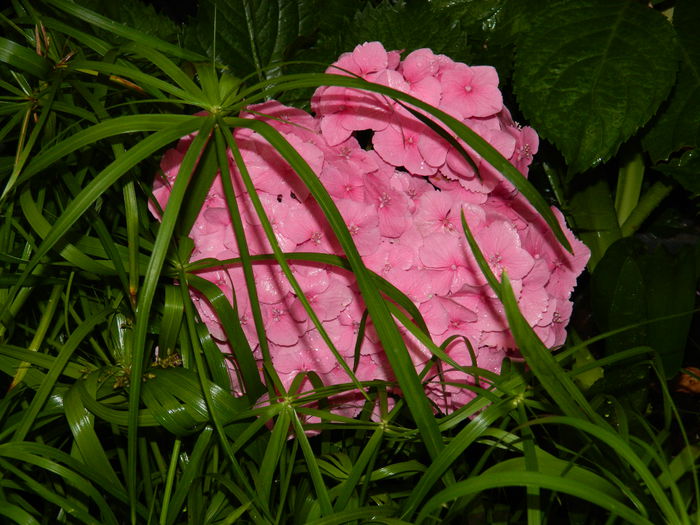 DSCN1906 - 2015_HORTENSII