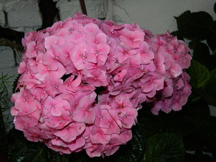 DSCN1927 - 2015_HORTENSII