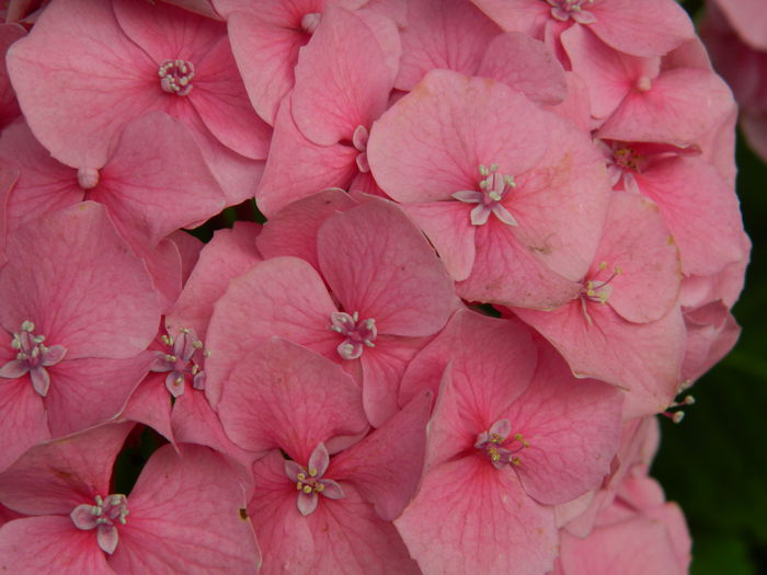 DSCN1935 - 2015_HORTENSII