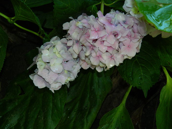 DSCN1942 - 2015_HORTENSII