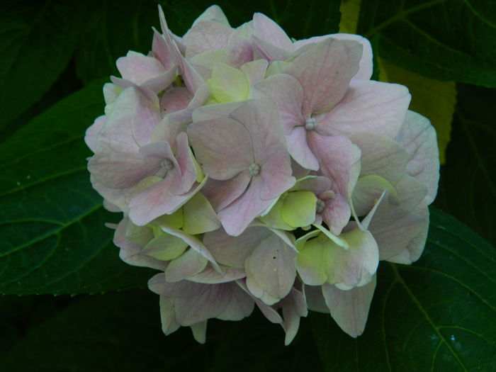 DSCN2135 - 2015_HORTENSII