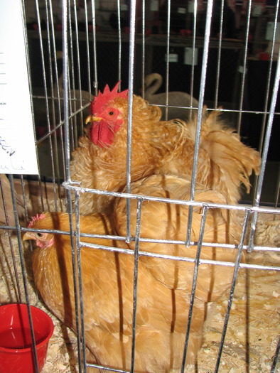 Expozitia Nationala Breaza 2010 126
