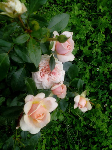 IMG_20150707_170610 - Garden of roses