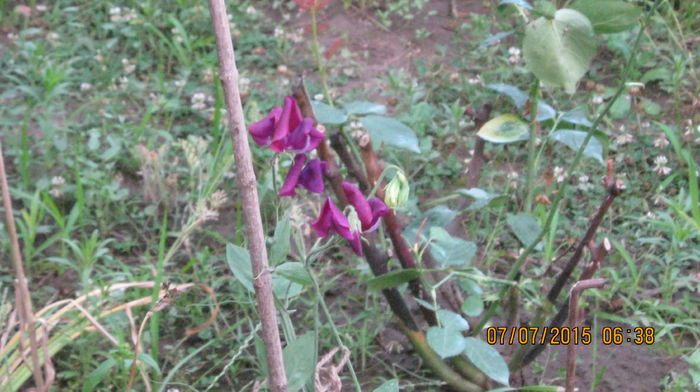 IMG_9613 - Lathyrus odoratus