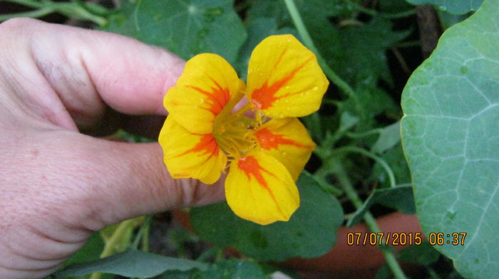 IMG_9612 - Tropaeolum -condurasi