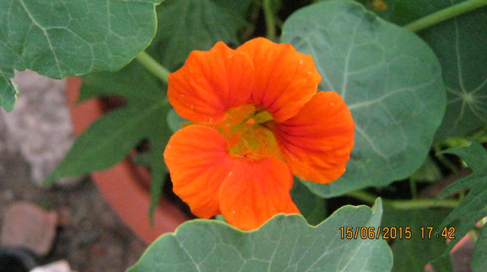 IMG_9364 - Tropaeolum -condurasi