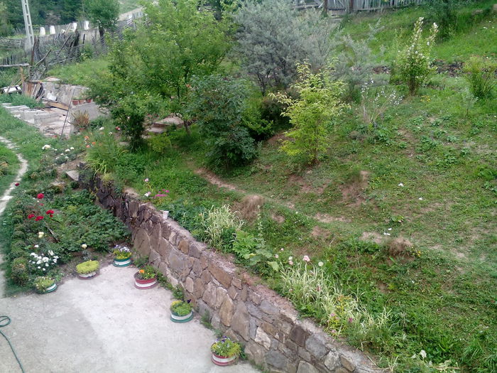 IMG_20150707_172341 - gradina 2015