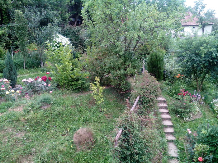 IMG_20150707_172310 - gradina 2015