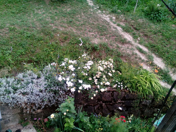 IMG_20150707_172253 - gradina 2015