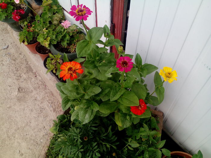 IMG_20150707_172142 - gradina 2015