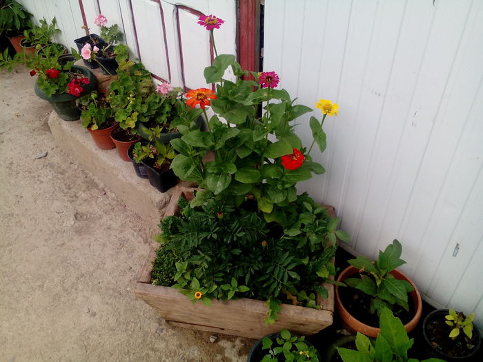 IMG_20150707_172137 - gradina 2015