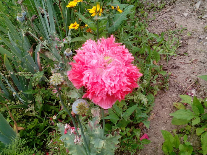 IMG_20150707_171318 - gradina 2015