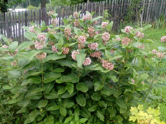 IMG_20150707_170746 - gradina 2015