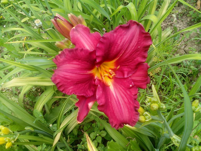 IMG_20150707_170507 - gradina 2015