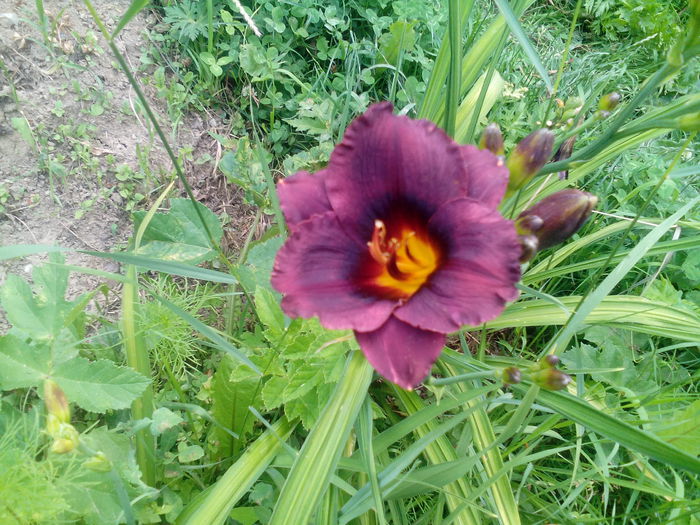 IMG_20150707_170501 - gradina 2015