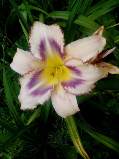 IMG_20150707_170457 - gradina 2015