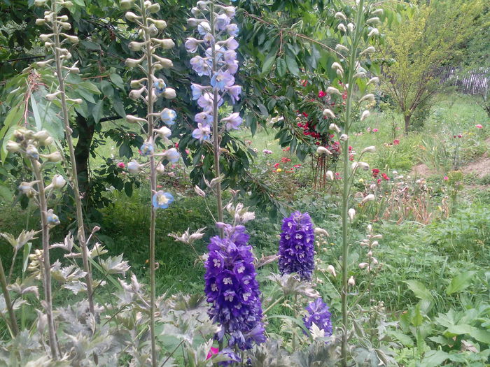 IMG_20150707_165827 - gradina 2015