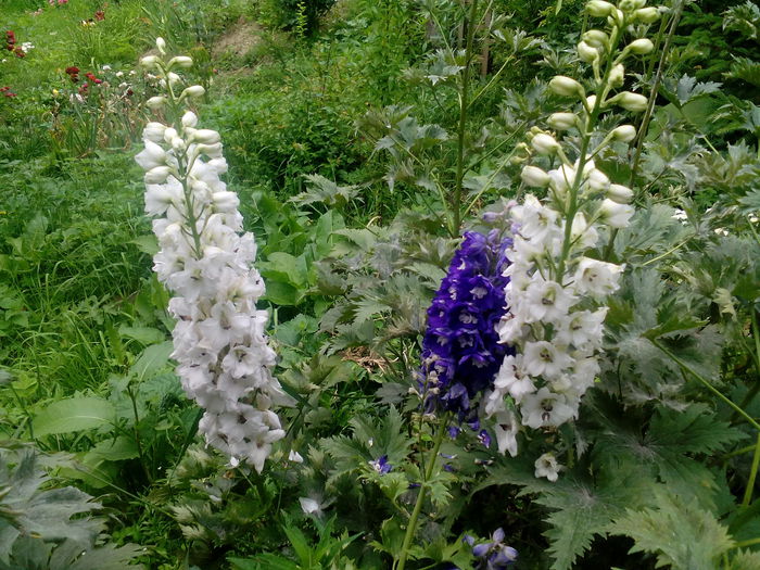 IMG_20150707_165823 - gradina 2015