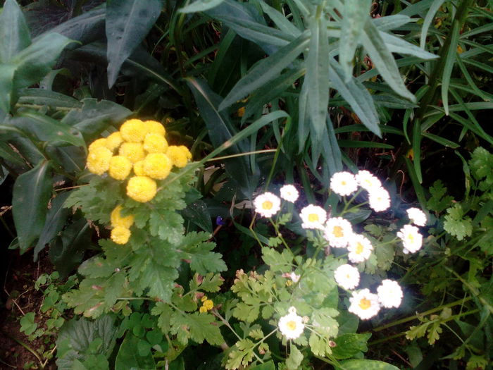 IMG_20150707_165818 - gradina 2015