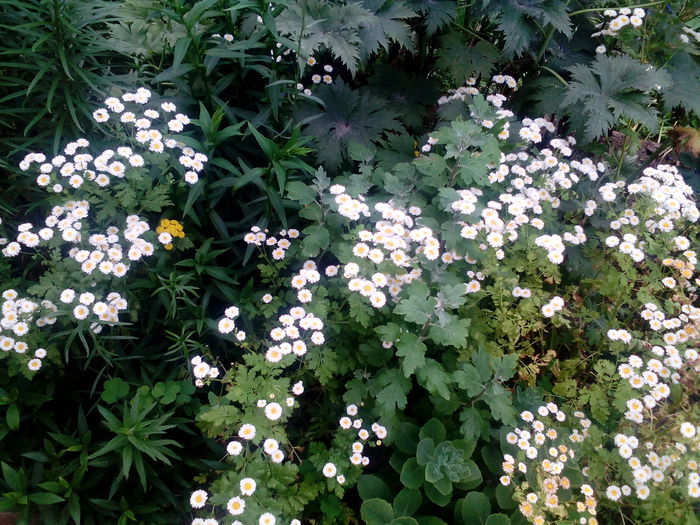 IMG_20150707_165803 - gradina 2015