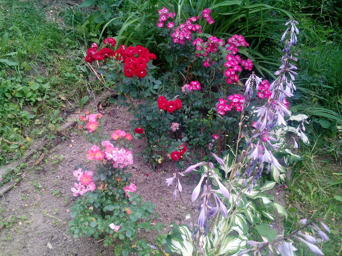 IMG_20150707_165756 - gradina 2015