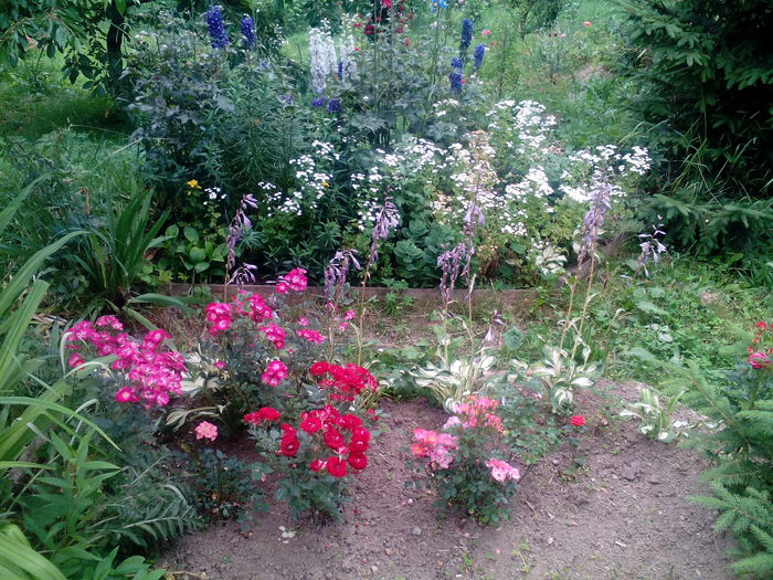 IMG_20150707_165640 - gradina 2015