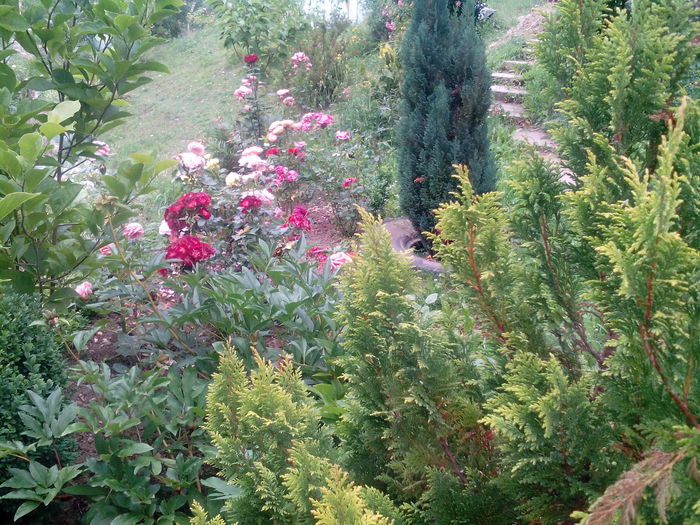 IMG_20150707_165629 - gradina 2015