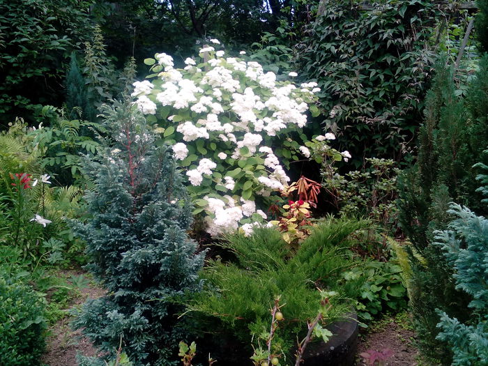 IMG_20150707_165612 - gradina 2015