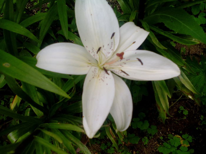 IMG_20150707_165550 - gradina 2015