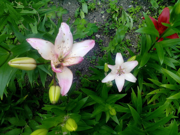 IMG_20150707_165533 - gradina 2015