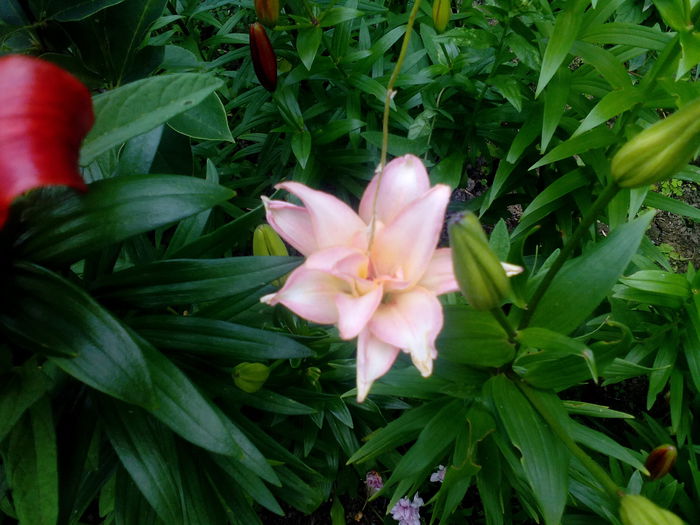 IMG_20150707_165520 - gradina 2015