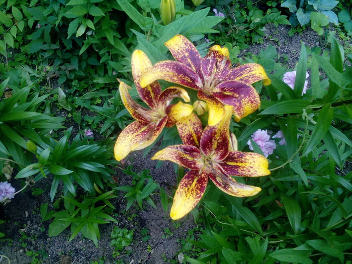 IMG_20150707_165515 - gradina 2015