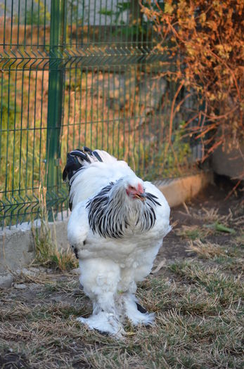 001 - Tineret 2015