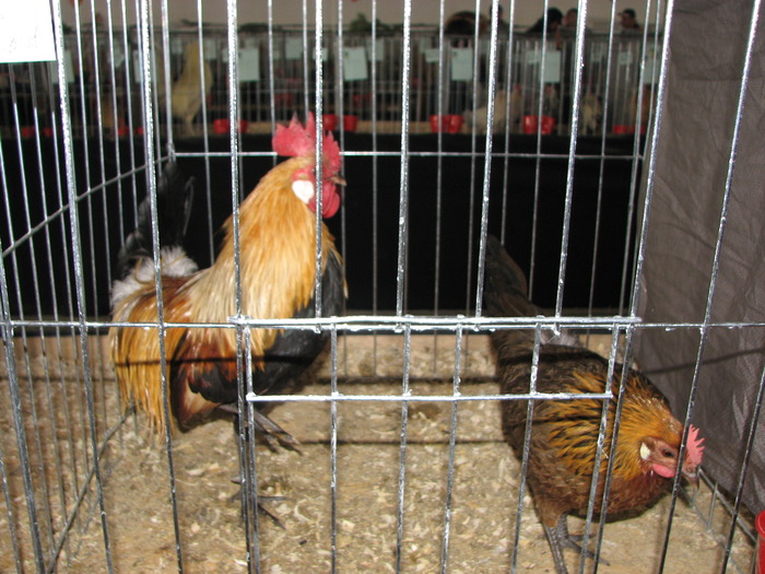 Expozitia Nationala Breaza 2010 130