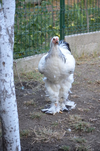 028 - Tineret 2015