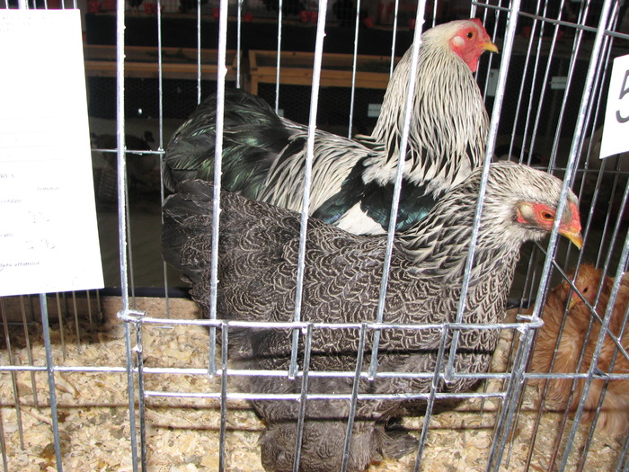 Expozitia Nationala Breaza 2010 131