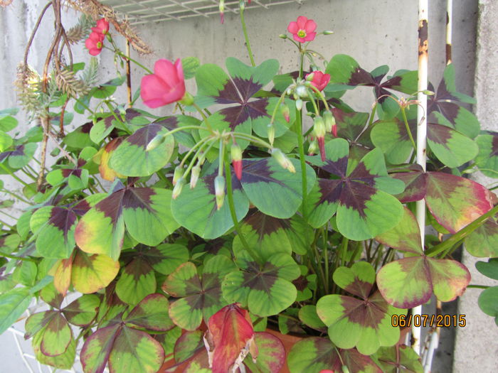 Oxalis