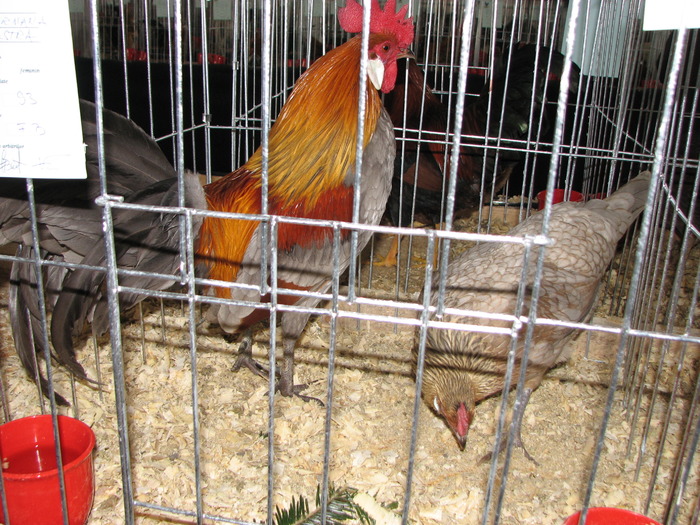 Expozitia Nationala Breaza 2010 132