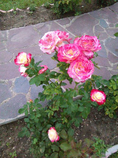 IMG_20150707_145016 - Trandafiri 2015