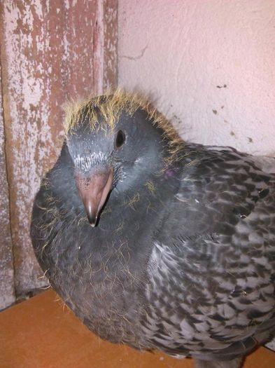 10985864_782113318572778_1052998575997532131_n