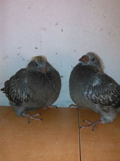 11707830_782116121905831_511652275132572449_n