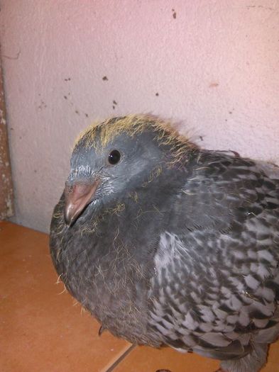 11143454_782113758572734_67754998306961714_n