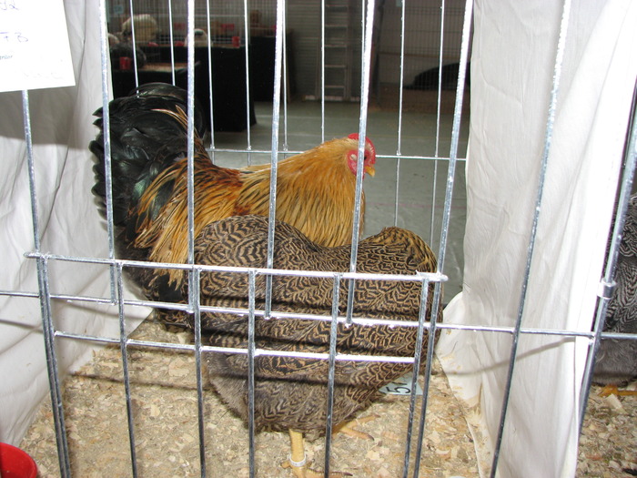Expozitia Nationala Breaza 2010 135